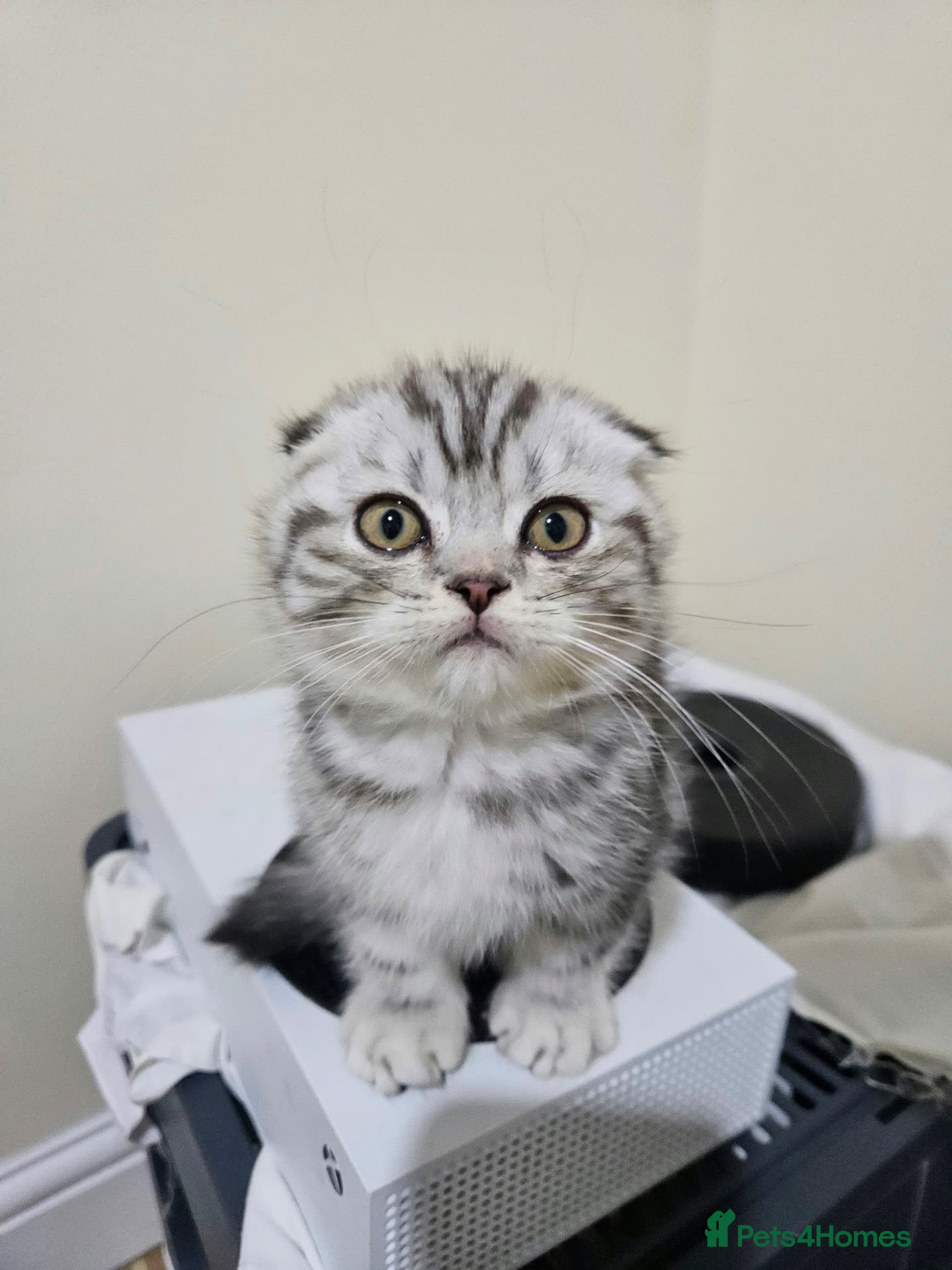 Mixed Breed cats READY NOW SCOTTISH FOLD X BRITISH SHORTHAIR - Advert 1