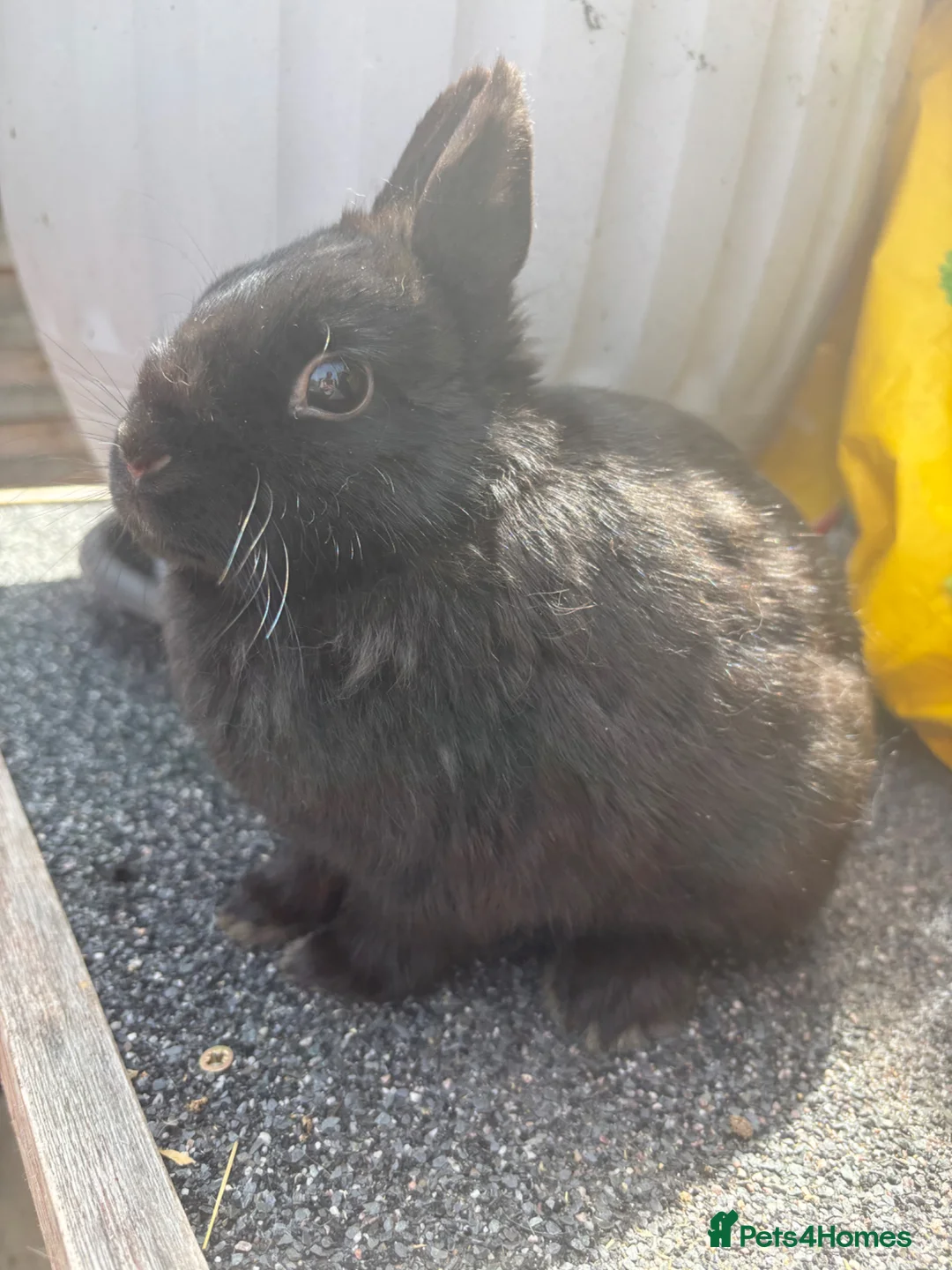 Netherland Dwarf rabbits for sale: Neverland rabbits adult  - Advert 2