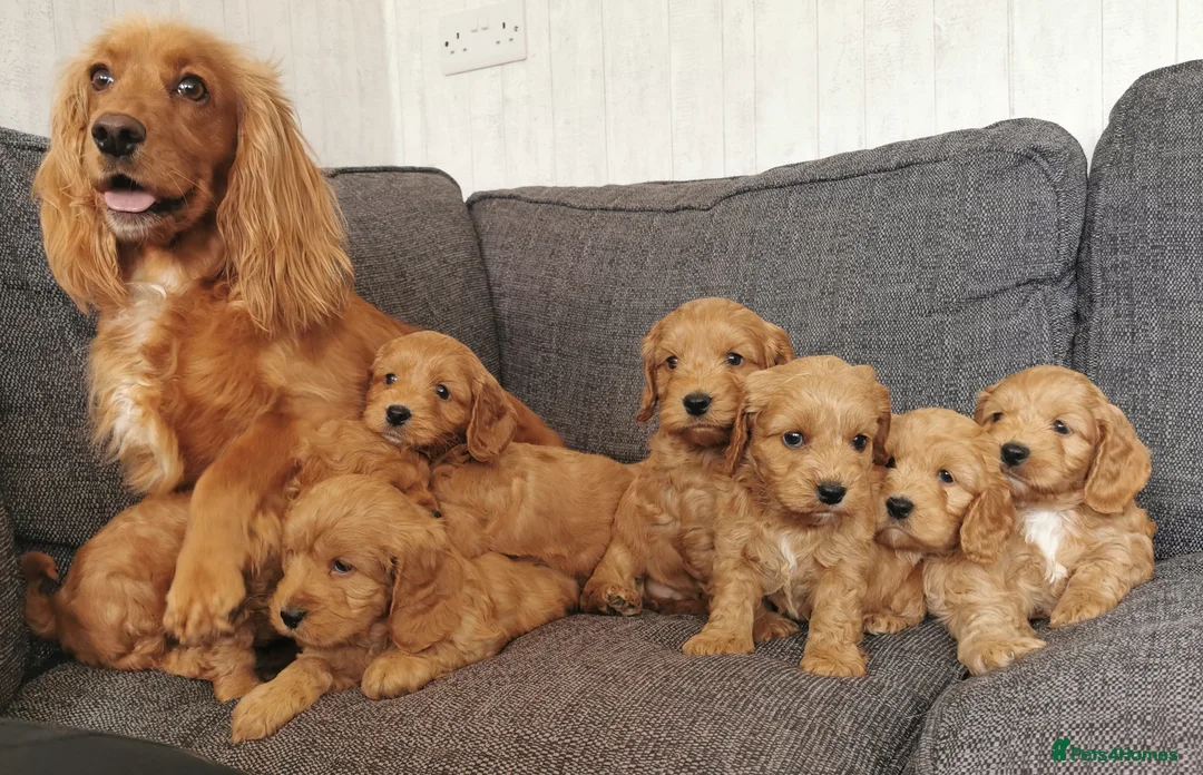 Cockapoo dogs for sale: Superb top quality F1 Cockapoos  - Advert 12
