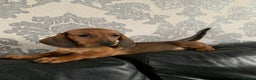 Miniature Dachshund dogs for sale: Kc miniature dachshund full vacs ready now - Advert 3
