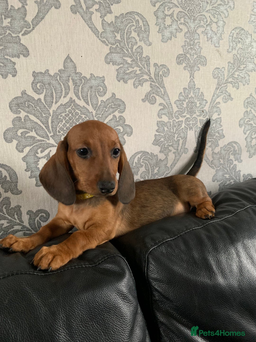 Miniature Dachshund dogs for sale: Kc miniature dachshund full vacs ready now - Advert 3