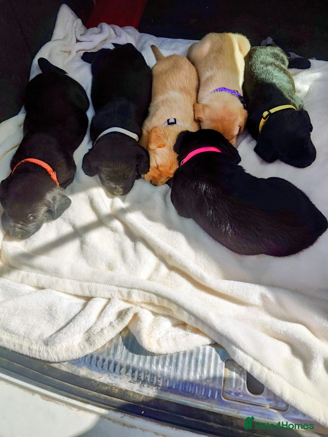 Labrador Retriever dogs for sale: 9 stunning Labrador puppies for sale  - Advert 8