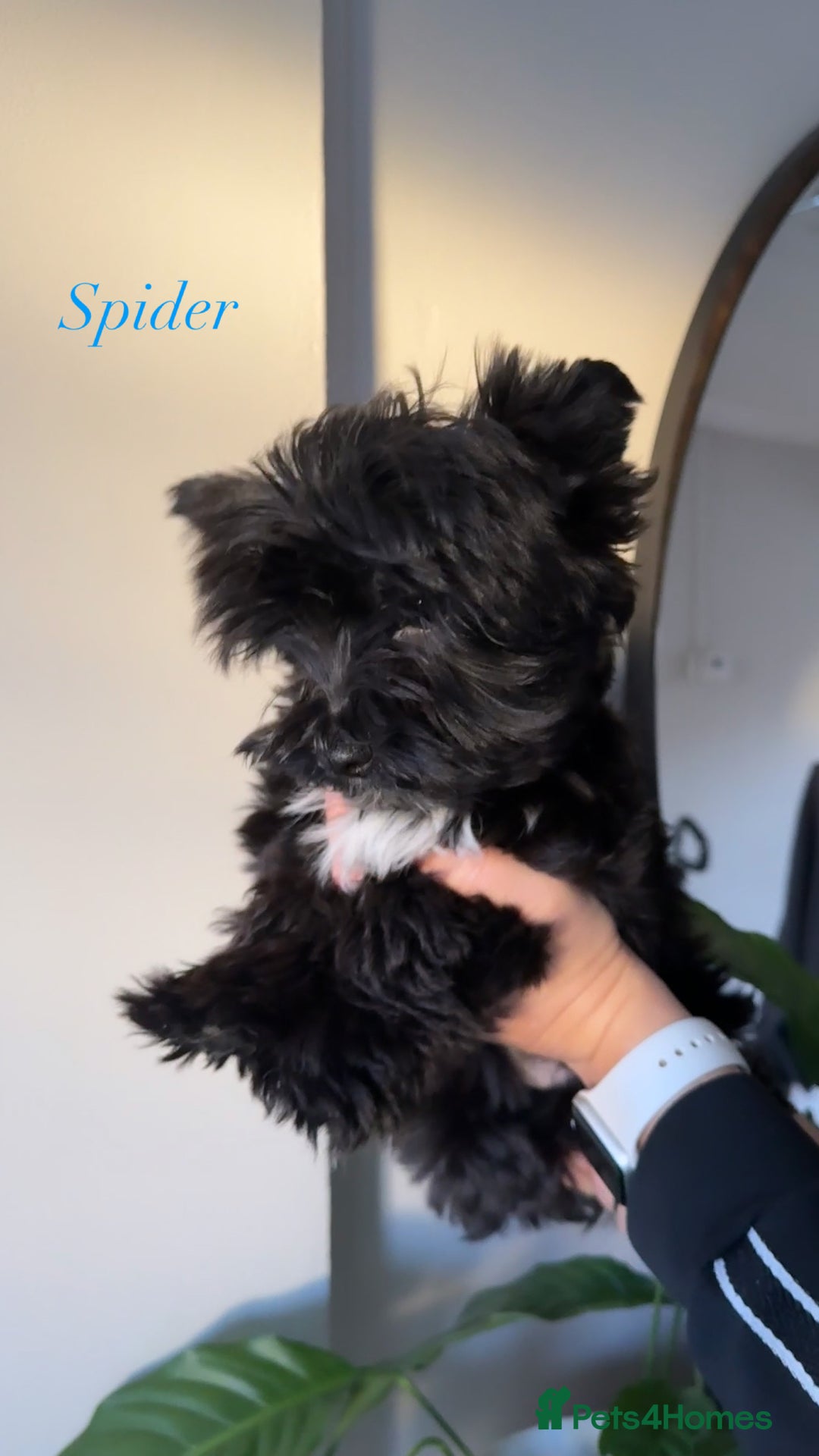 Yorkshire Terrier dogs for sale: Colourful Biewer Yorkshire terriers  - Advert 16