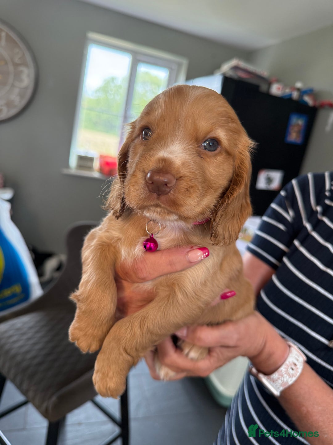 Cocker Spaniel dogs for sale: Cocker spaniel puppies for sale  - Image 2