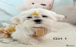 Maltese dogs for sale: 💎 KC Korean Maltese Girls 💎 DNA tested parents. in Leven - Image 8