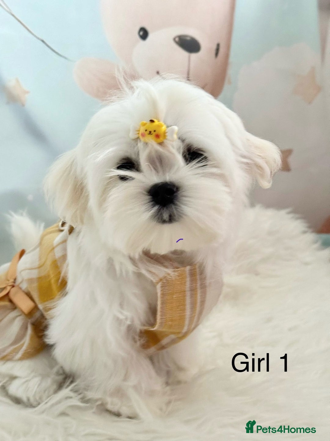 Maltese dogs for sale: 💎 KC Korean Maltese Girls 💎 DNA tested parents. in Leven - Image 8