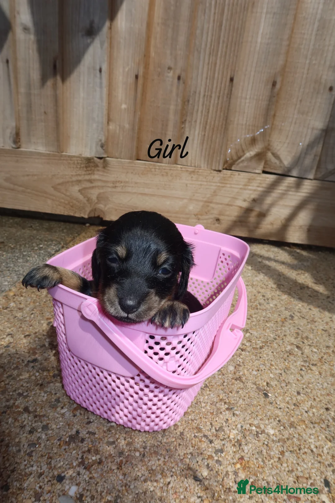 Miniature Dachshund dogs for sale:  miniature dachshunds  - Advert 2