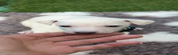 Italian Greyhound dogs for stud: RALPH AT STUD - Advert 6