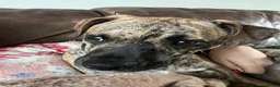 Mixed Breed dogs for sale: Bossgo - Advert 6