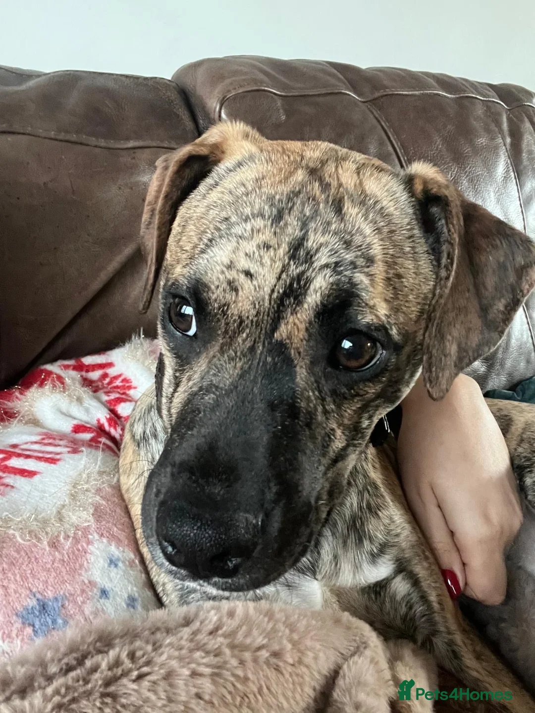 Mixed Breed dogs for sale: Bossgo - Advert 6