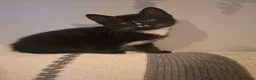 Domestic Shorthair cats for sale: Kittens  - Advert 6