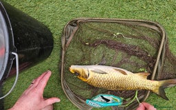 Koi Carp fish for sale: ×2 ghost koi carp  - Image 4