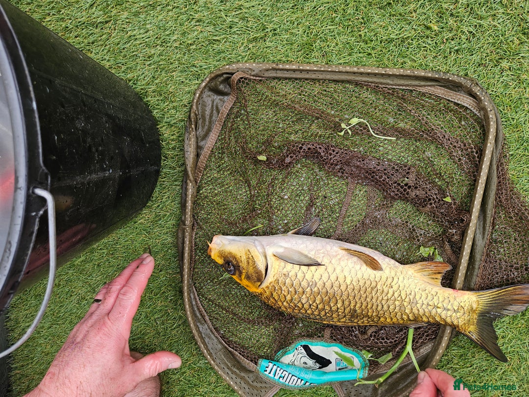 Koi Carp fish for sale: ×2 ghost koi carp  - Image 4