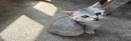 British Shorthair cats for sale: Male British short hair kitten - Advert 5