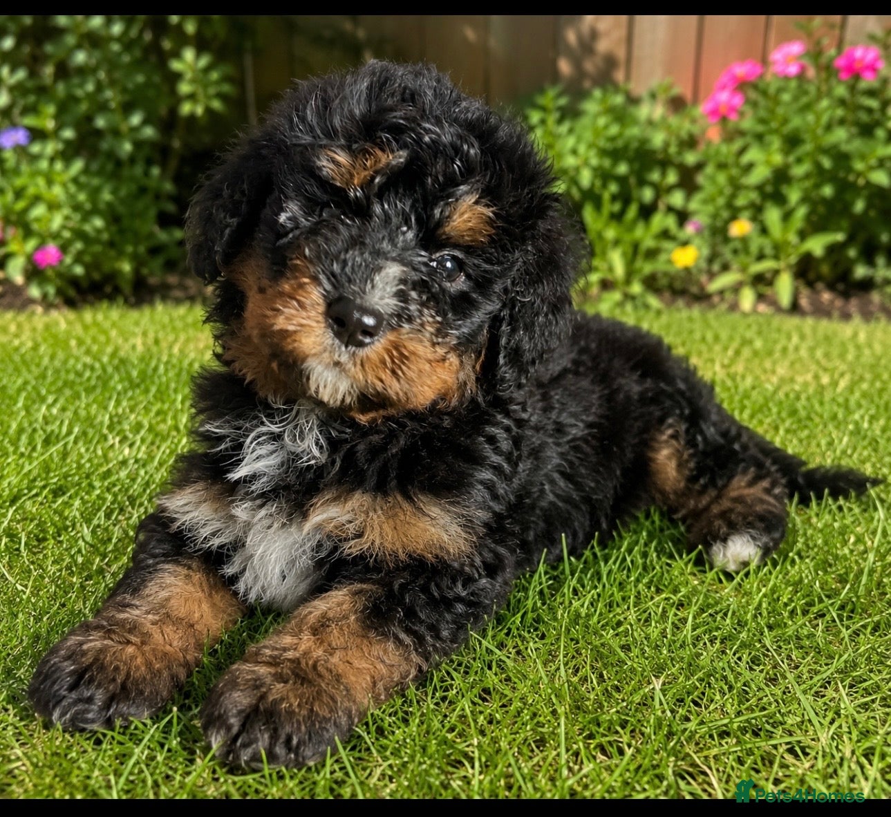 Bernedoodle dogs F1 STANDARD BERNADOODLES FULL HEALTH TESTED  - Advert 1