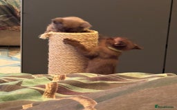 Burmese cats for sale: Burmese Kittens For Sale - Advert 16