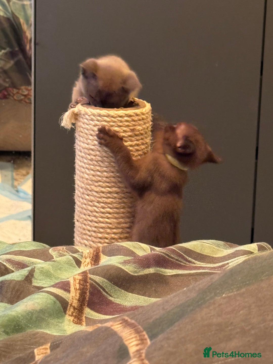 Burmese cats for sale: Burmese Kittens For Sale - Advert 16