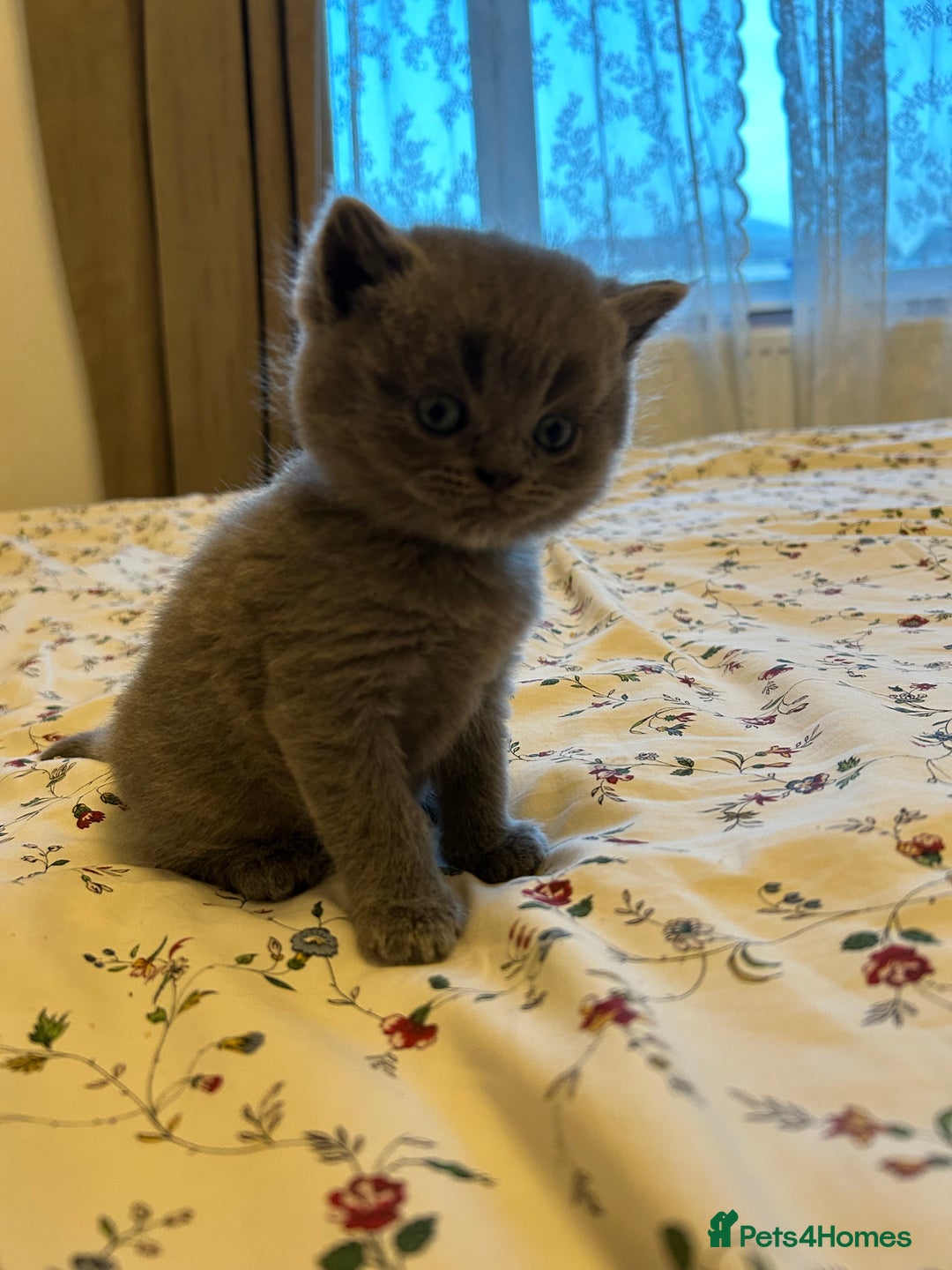 British Shorthair cats for sale: Beautiful British shorthair kittens - Advert 19