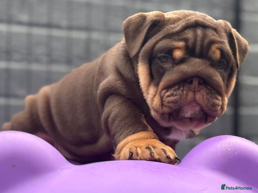 English Bulldog dogs for sale: Exceptional English Bulldog Puppies - Image 14