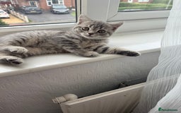 Scottish Fold cats for sale: scottish fold kittens  - Image 19