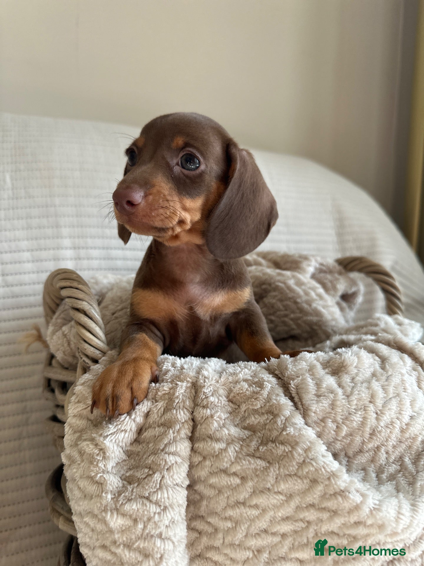 Miniature Dachshund dogs 🤍exceptional KC PRA clear🤍 - Advert 2