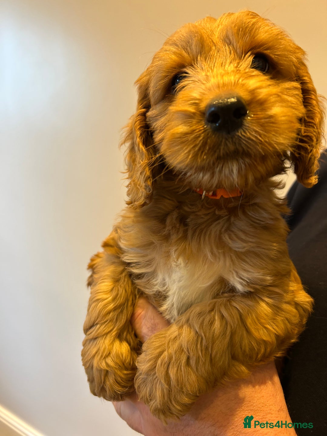 Cockapoo dogs for sale: Cockapoo puppies f1 gorgeous little babys - Advert 19