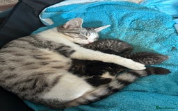 Mixed Breed cats for sale: 2 beautiful male kittens  - Image 4