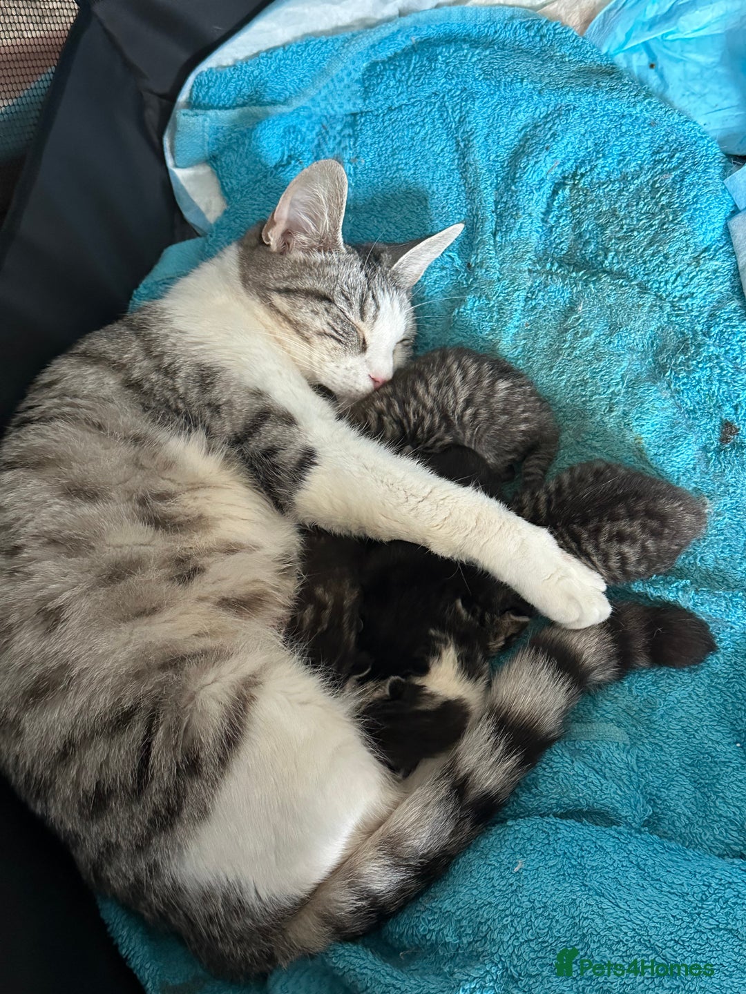 Mixed Breed cats for sale: 2 beautiful male kittens  - Image 4