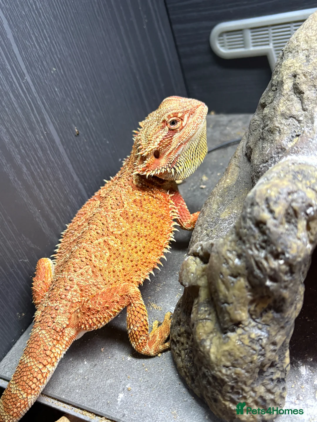 Bearded Dragon reptiles for sale: Elmo the one year old beardie in Preston - Advert 2