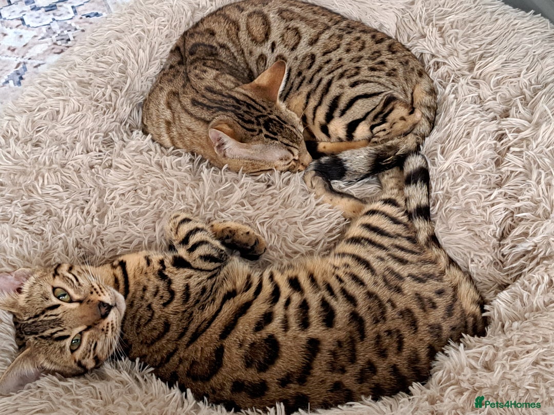Bengal cats for sale: 2 beautiful bengal girls need new home - Advert 3