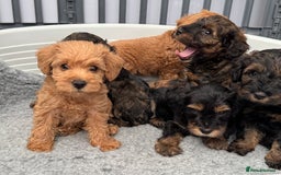 Schnoodle dogs for sale: F1 Puppy schnoodles - Image 5