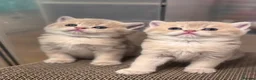 Scottish Fold cats for sale: Exceptional Blue Golden Scottish Fold & Straight🐱 - Advert 3