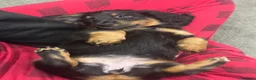Miniature Dachshund dogs for sale: ONE LEFT KC REG LONG Hair Miniature Dachshund Pups - Advert 8