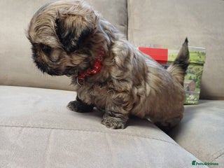 Shih Tzu dogs SHIH TZU litter. Ready 15/01/2026 - Advert 18