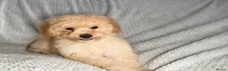 Cavapoochon dogs for sale: READY TO LEAVE NOW!! Miniature cavapoochons - Advert 12