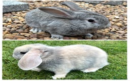 Mini Lop rabbits for sale: Mini Lops Ready now!!!!  in Coalville - Image 1