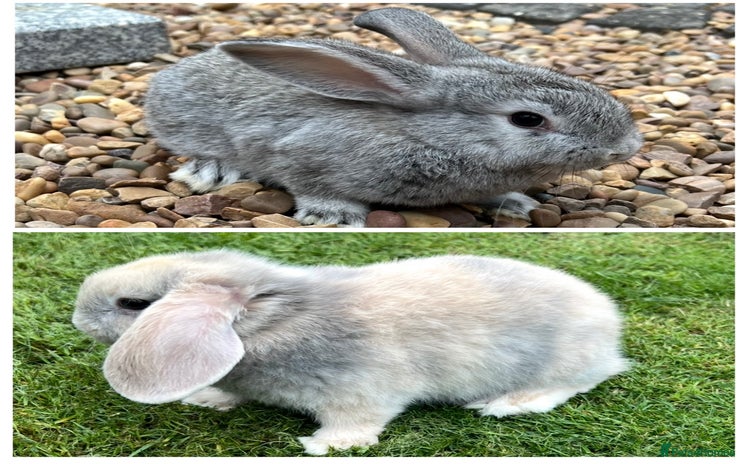 Mini Lop rabbits in Coalville - Advert 5
