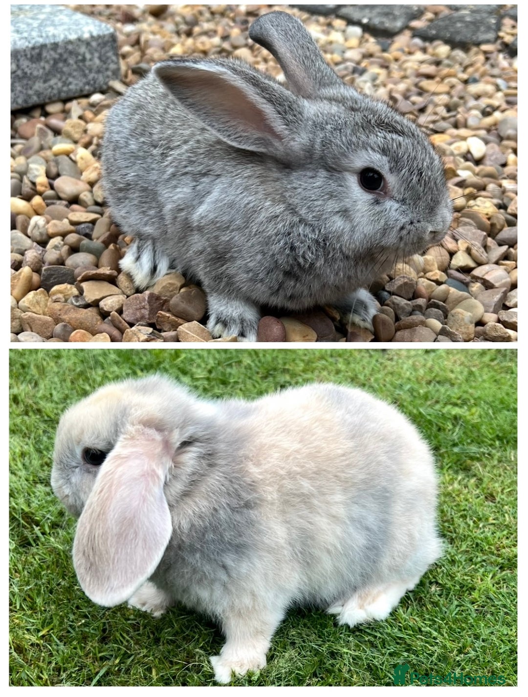 Mini Lop rabbits for sale: Mini Lops Ready now!!!!  in Coalville - Image 1