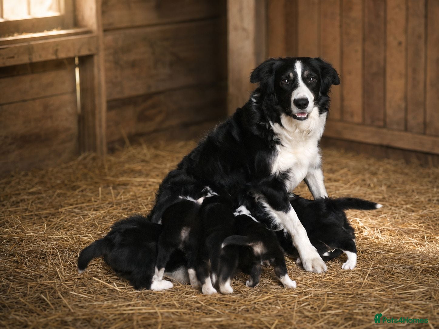 Border Collie dogs Border Collie Puppies for Sale  - Advert 1