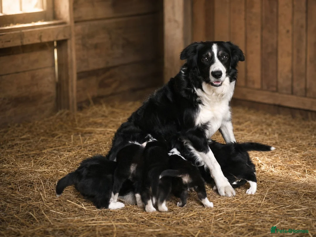 Border Collie dogs for sale: Border Collie Puppies for Sale  in Sleaford - Advert 2