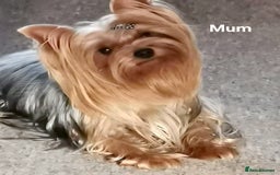 Yorkshire Terrier dogs for sale: KC registered Sweet Yorkshire terier puppies!!! - Image 6