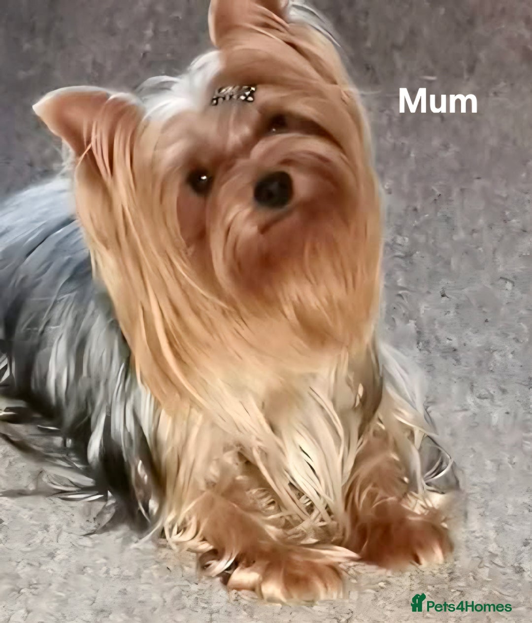 Yorkshire Terrier dogs for sale: KC registered Sweet Yorkshire terier puppies!!! - Image 6