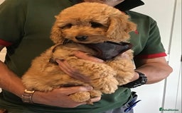 Labradoodle dogs for sale: 5* F1B Mini Labradoodles - health tested  - Image 17