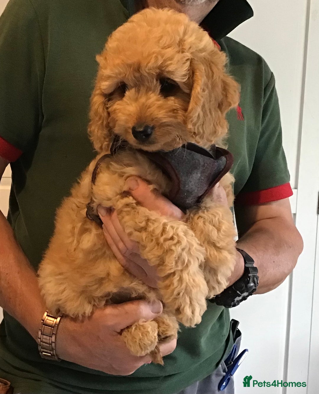 Labradoodle dogs for sale: 5* F1B Mini Labradoodles - health tested  - Image 17