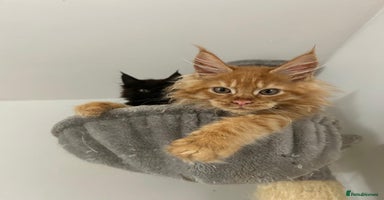 Maine Coon cats - Advert 7