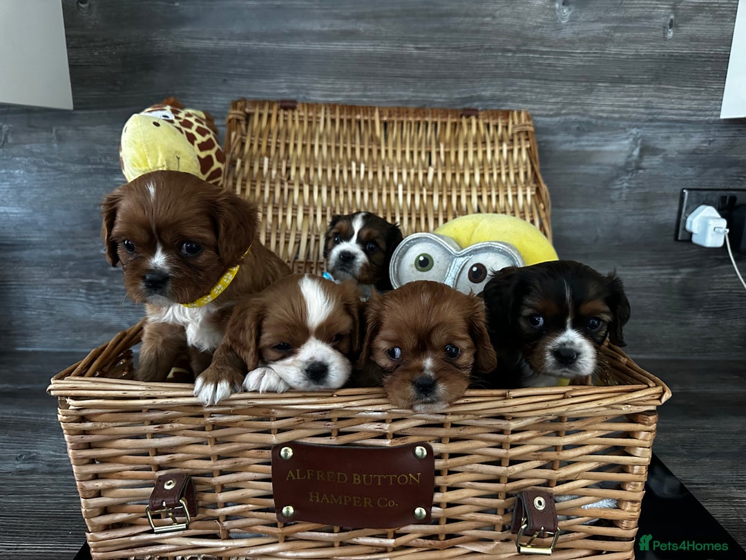 Cavalier King Charles Spaniel dogs for sale: 5 beautiful cavalier King Charles spaniel puppies - Image 10