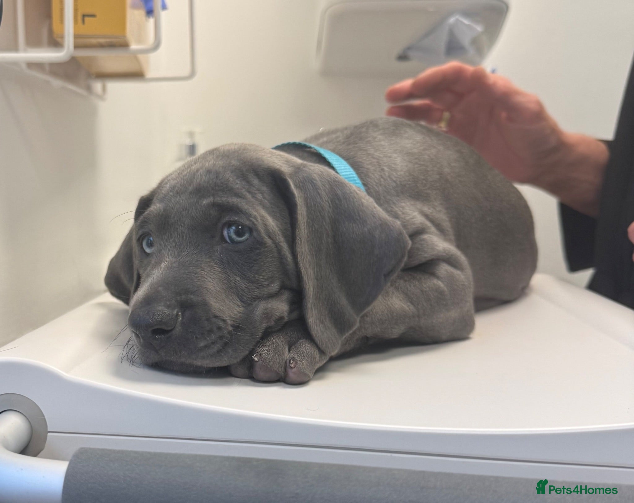Weimaraner dogs KC Reg Weimaraner Puppies Silver & Blue - Advert 2