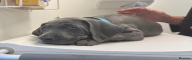 Weimaraner 5 Sky Blue - KC Mystical Royal Star