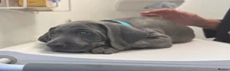 Weimaraner dogs for sale: KC Reg Weimaraner Puppies Silver & Blue - Advert 5