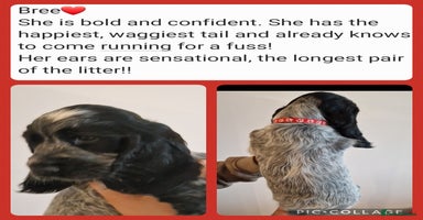 Cocker Spaniel dogs - Advert 5